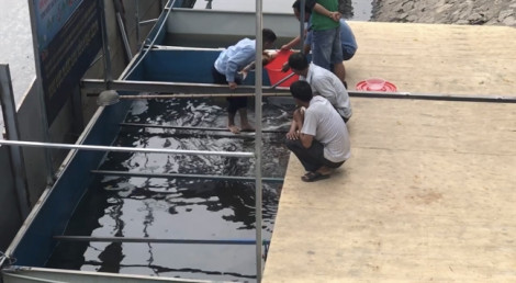 Cá Koi chết ngửa bụng sau 2 ngày được thả xuống sông Tô Lịch