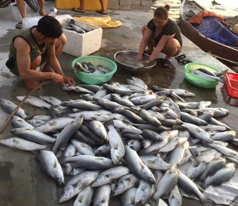 Không tìm thấy độc tố trong 100 tấn cá chết trắng lồng bè ở Hà Tĩnh