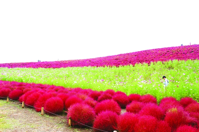 Mua thu den Ibaraki ngam 'chom chom khong lo'