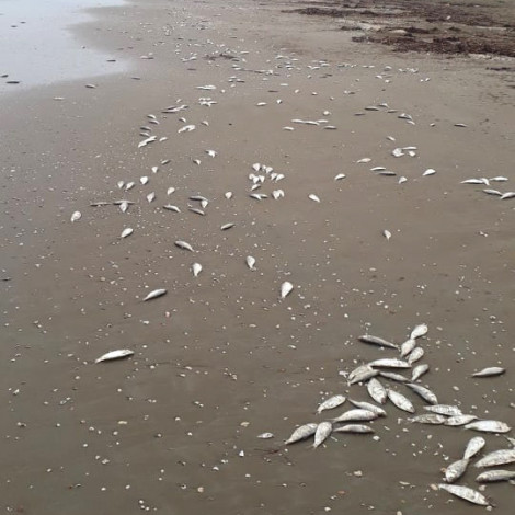 Cá chết dạt trắng 4km bờ biển Hà Tĩnh