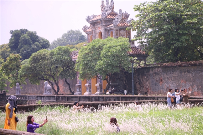 Hoa tranh no trang muot ben hoang thanh xu Hue, du khach hao hung tao dang