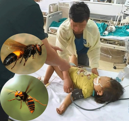 Đàn ong tấn công một gia đình khiến bé gái 3 tuổi trên đường đi học về tử vong