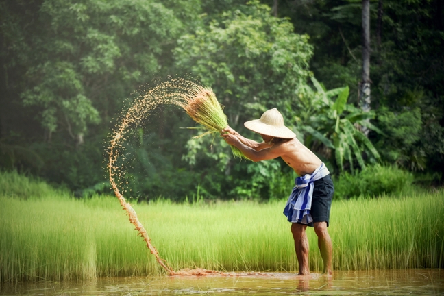 Mui huong di qua bao giong bao