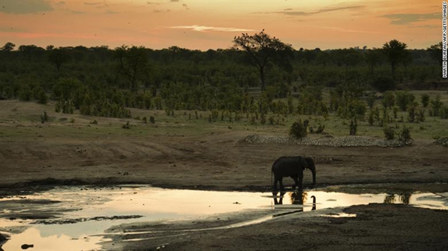 Voi Zimbabwe chet vi han han va… thieu tien