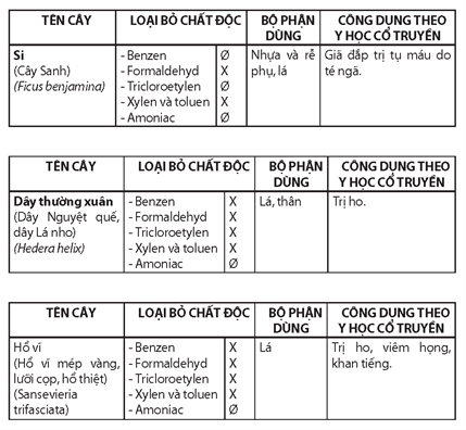 Cay canh nao giup thanh loc o nhiem khong khi?