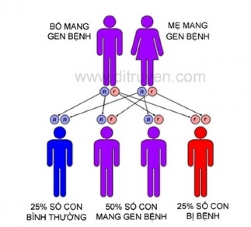 Nhóm người nào ở Việt Nam mang gen Thalassemia cao nhất cả nước?