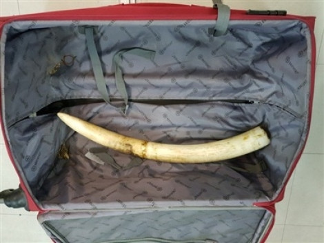 Thu giữ hơn 24 kg nghi ngà voi, trầm hương của hành khách đem từ Thái Lan về Việt Nam