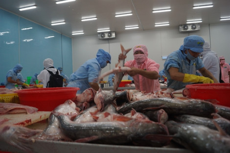 Mỹ công nhận hệ thống kiểm soát an toàn  thực phẩm cá da trơn của Việt Nam