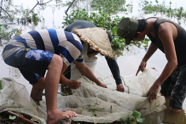 'Ky nghe' san ca giong quy ven pha Tam Giang mua bao ve