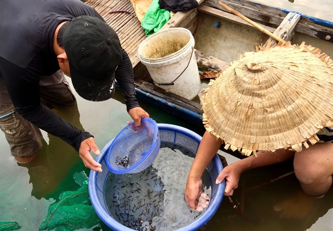 'Ky nghe' san ca giong quy ven pha Tam Giang mua bao ve