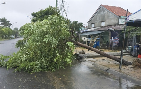 Bão số 6 suy yếu, gió mạnh quật ngã cây cối tại Phú Yên