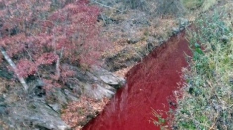 Một con sông Hàn Quốc chuyển sang màu đỏ vì máu heo