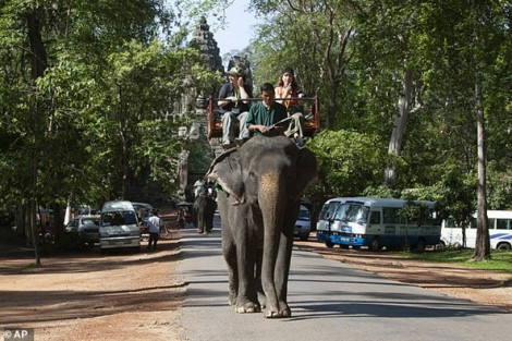 Campuchia cấm du lịch cưỡi voi tại khu di tích Angkor