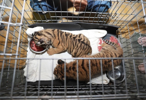 Vứt lại 2 con hổ còn sống để chạy thoát thân khi thấy công an