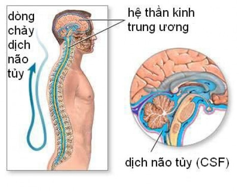 Xung động não khi ngủ giúp rửa trôi các mảng bám gây suy giảm trí nhớ