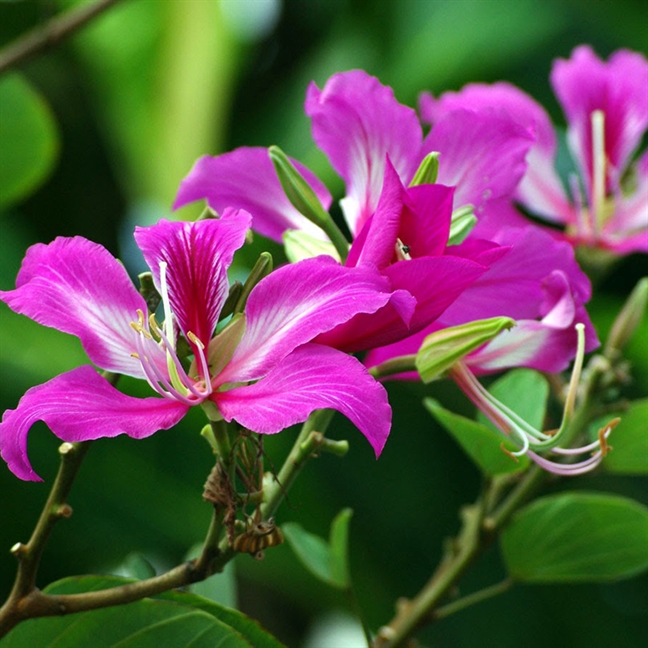 Di doi hang cay hoa ban vo chu tien ti o Cam Pha