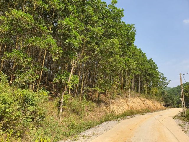 Di doi hang cay hoa ban vo chu tien ti o Cam Pha