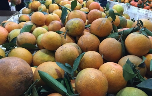 Khắp nơi trồng cam, nguy cơ phải giải cứu cam