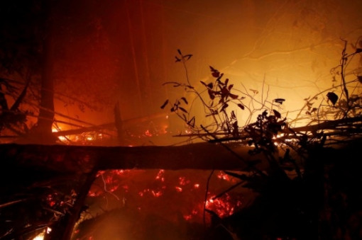 Cháy rừng ở Indonesia gây thiệt hại kinh tế khoảng 5,2 tỷ USD