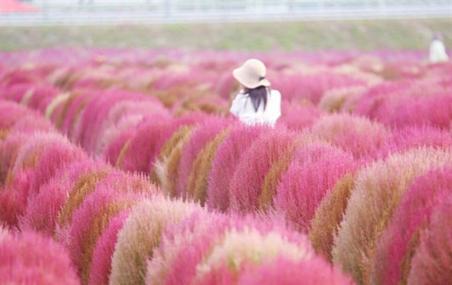 Những mùa cỏ đẹp đến ngẩn ngơ ở Nhật Bản, Hàn Quốc và Đài Loan