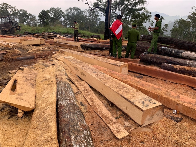 Bat 10 doi tuong pha rung, van chuyen go lau