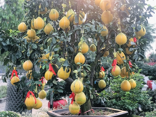 Buoi Dien chung Tet gia gan tram trieu dong/chau tai Sai Gon