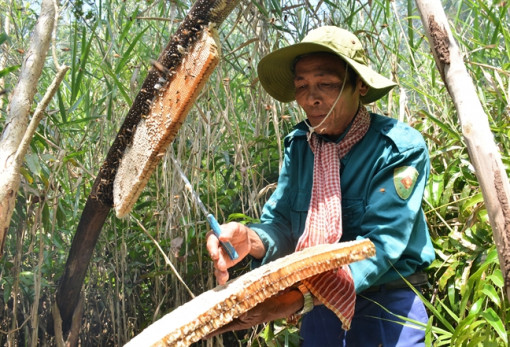 Nghề gác kèo ong, muối ba khía trở thành di sản văn hóa phi vật thể