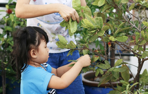 Về quê lặt lá mai