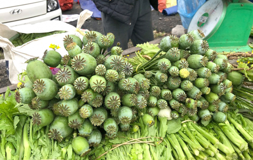 Cây thuốc phiện bày bán như rau ở chợ biên giới Việt - Lào
