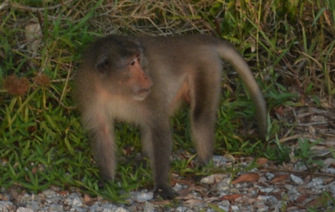 Thả 4 cá thể khỉ có nguy cơ bị đe dọa về rừng ngập mặn