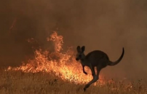 24 người bị buộc tội cố ý gây thảm họa cháy rừng ở Úc