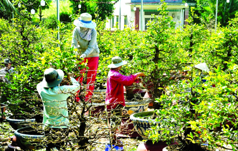 Những mùa mai cuối