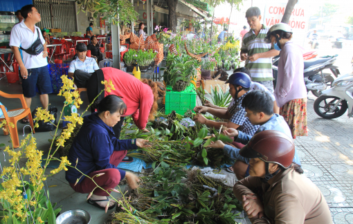 Lan rừng Campuchia bán như rau trên vỉa hè Sài Gòn những ngày giáp tết