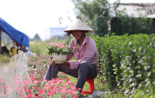 Làng hoa tết tại Sài Gòn tất bật vào vụ