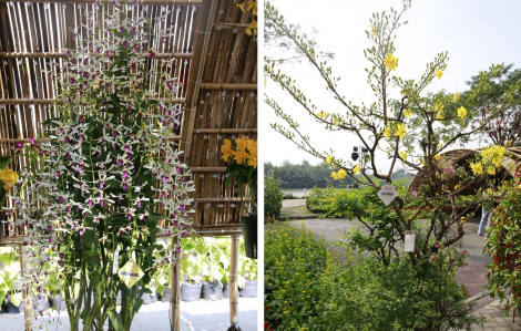 Hội thi hoa cảnh - Sân chơi hội tụ ‘tinh hoa’ của các nghệ nhân và nhà vườn