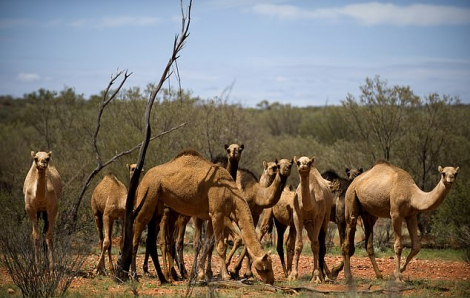 Úc bắn hạ hơn 5.000 con lạc đà để bảo tồn nguồn nước và thực phẩm trong hạn hán