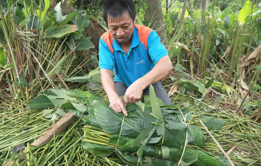 Nông dân Hà Tĩnh tất bật thu hoạch lá dong phục vụ thị trường tết