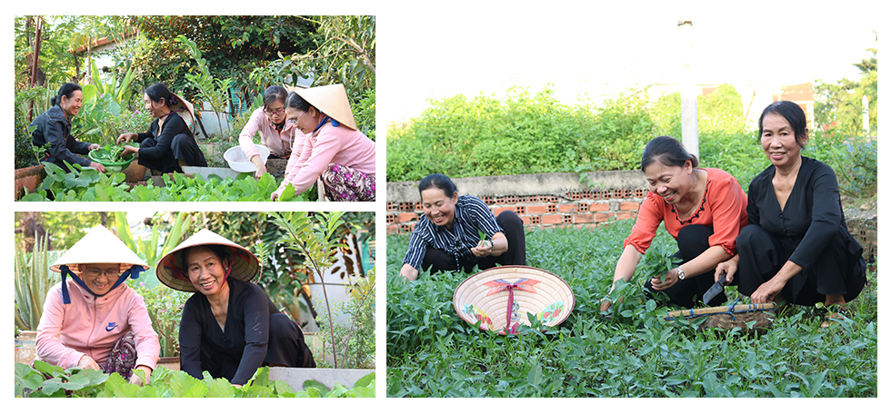 Các dì, chị ở P.An Phú Ðông cùng thu hoạch rau muống, rau cải được bón hoàn toàn bằng phân hữu cơ tự ủ