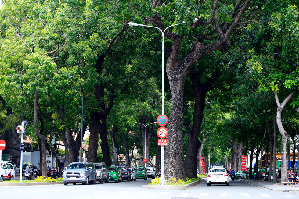 Hàng cây cổ thụ rợp bóng mát trên đường Tôn Đức Thắng nay đã không còn nữa - Ảnh: Ngọc Dương