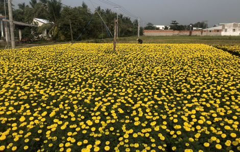 Những cánh đồng 'hoa may mắn' vàng rực vùng ven Sài Gòn ngày cận tết