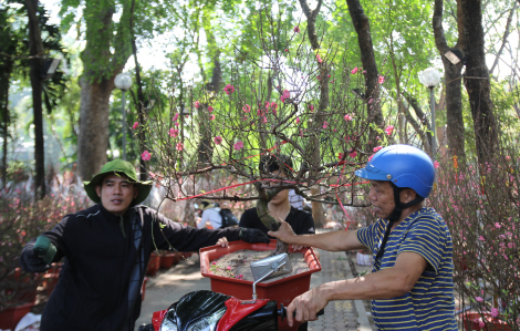 Hoa đào miền Bắc về Sài Gòn giảm, giá tăng vọt