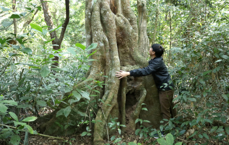 Hương ước kỳ lạ giúp rừng lim cổ thụ ‘đứng vững’ hàng trăm năm giữa vựa lúa xứ Nghệ