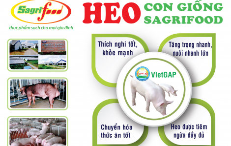 Sagrifood - Nơi cung cấp heo con giống và giải pháp chăn nuôi an toàn