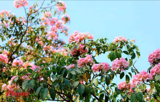 Ngắm hoa kèn hồng khoe sắc sớm trong gió xuân Sài Gòn