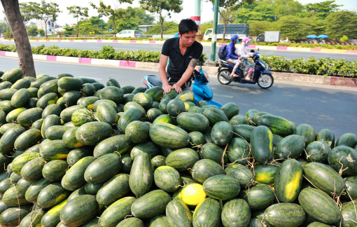 Ứ đọng tại biên giới vì dịch corona, dưa hấu, thanh long đổ về Sài Gòn chờ giải cứu