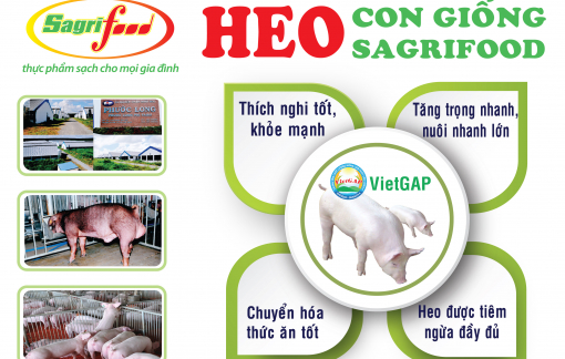 Sagrifood - Nơi cung cấp heo con giống và giải pháp chăn nuôi an toàn