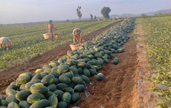 Một người dân ở Sài Gòn mua 1 tấn dưa hấu Gia Lai về... phát không cho mọi người