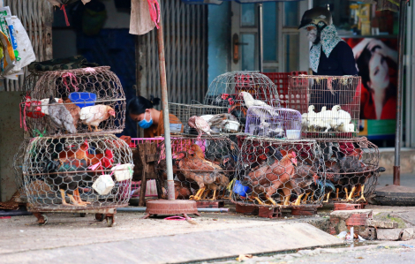 H5N1 có nguy cơ bùng phát, gia cầm sống vẫn vô tư giết mổ trên đường phố Sài Gòn