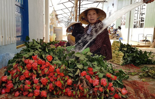 Giải cứu hoa hồng ngày... Valentine