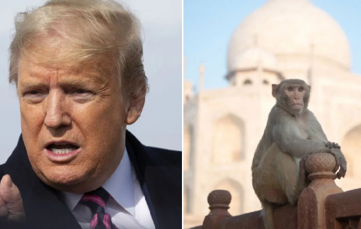 Ấn Độ sợ ông Trump bị khỉ tấn công khi đến thăm Taj Mahal